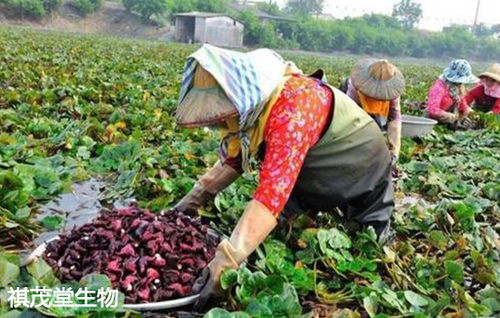 福州市十條措施力保供給 生豬禽類養(yǎng)殖與初加工扶持新政出臺(tái)